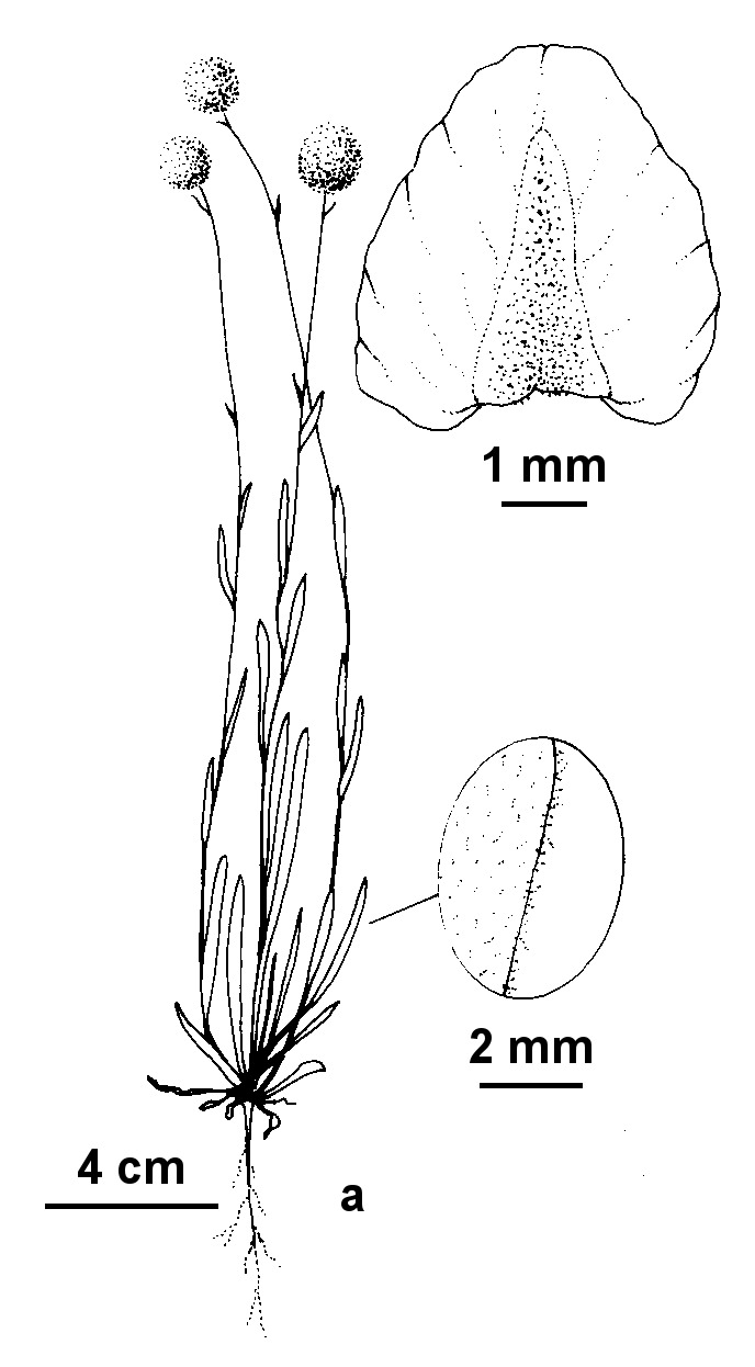 Craspedia haplorrhiza (hero image)