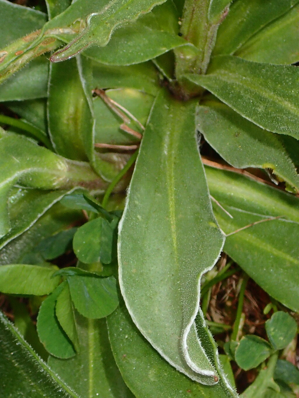 Craspedia lamicola (hero image)