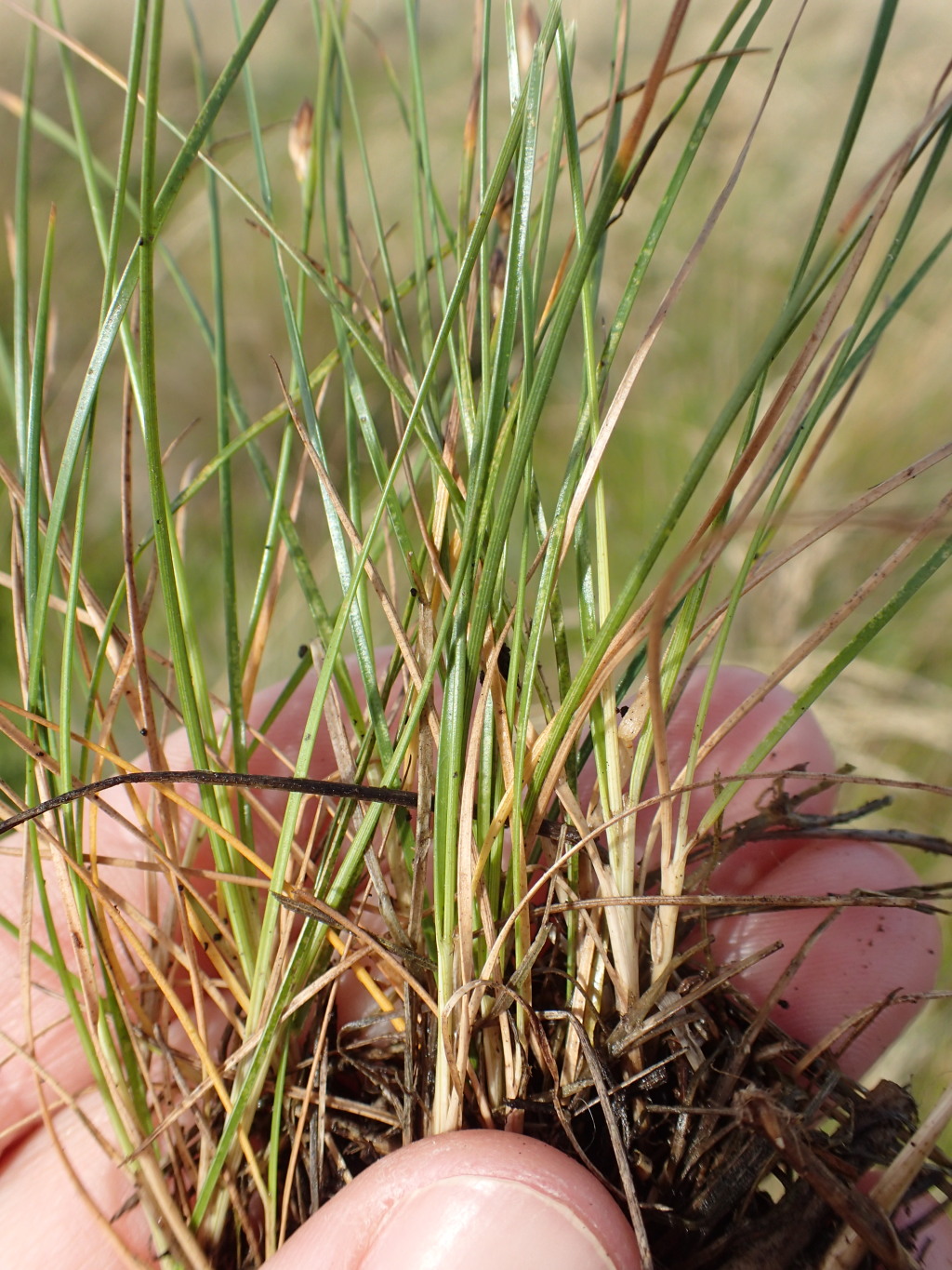 Juncus revolutus (hero image)