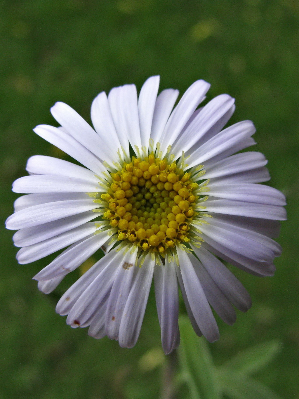 Olearia picridifolia (hero image)