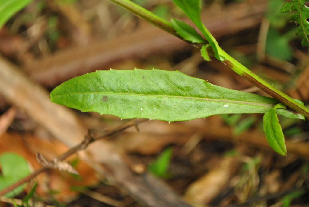 Rorippa gigantea (hero image)