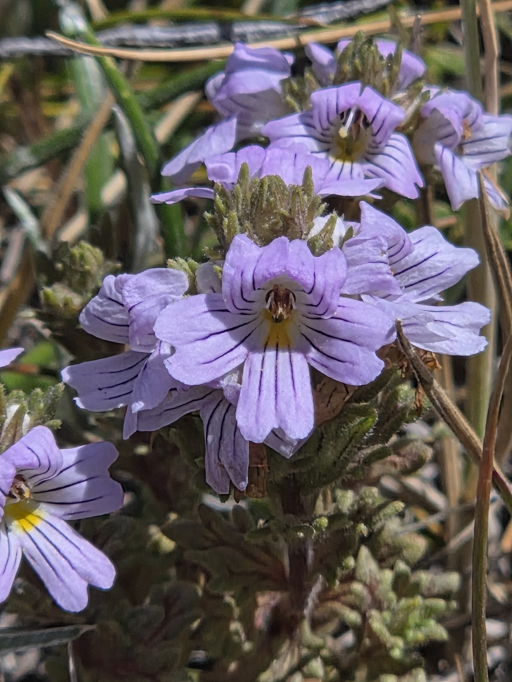 Euphrasia eichleri (hero image)