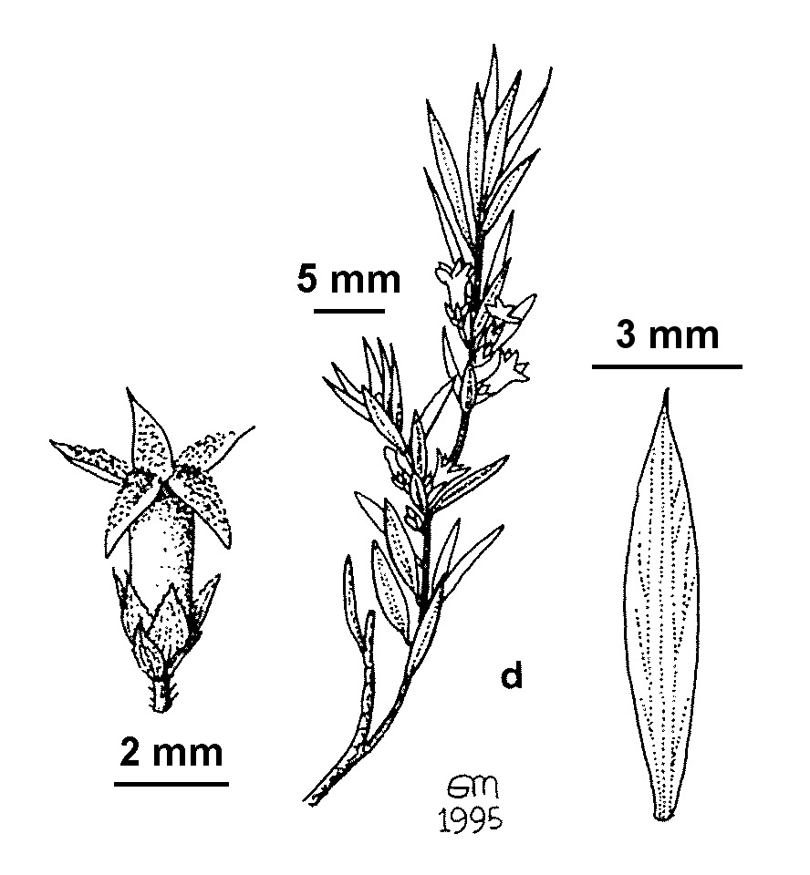 Brachyloma ciliatum (hero image)