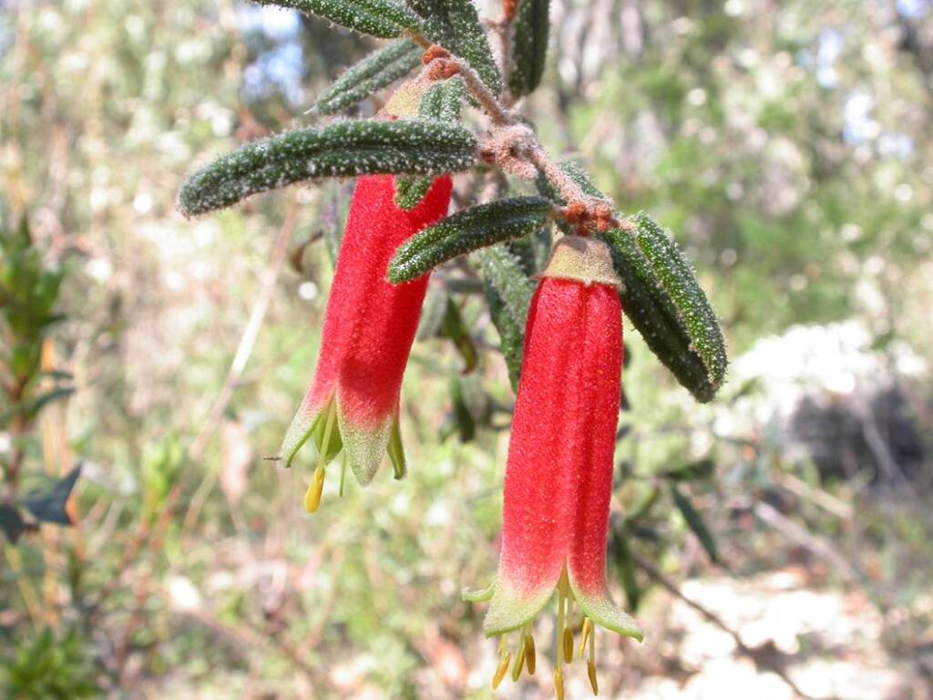 Correa reflexa var. angustifolia (hero image)