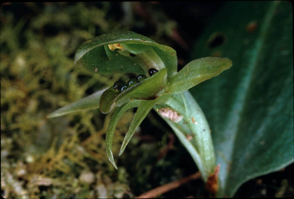 Chiloglottis cornuta (hero image)