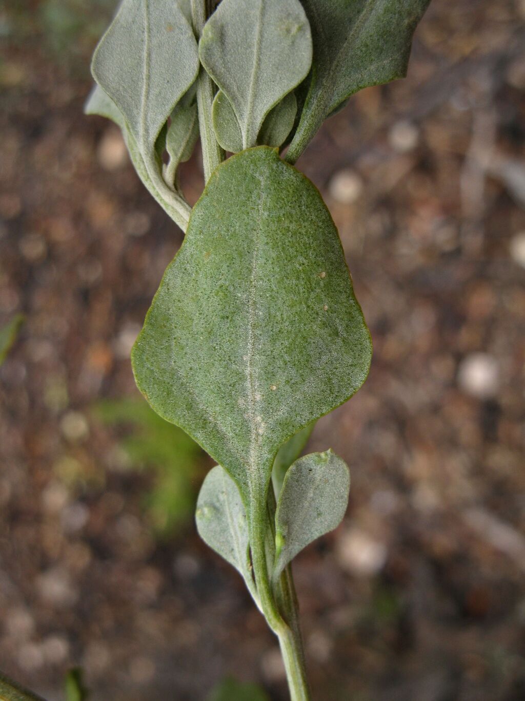 Rhagodia parabolica (hero image)