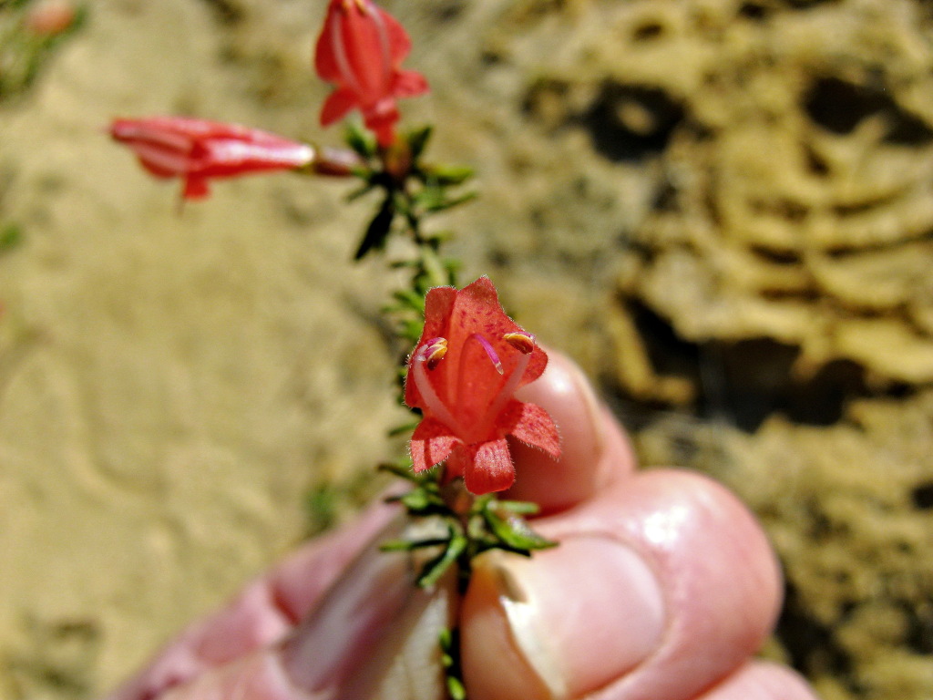 Prostanthera aspalathoides (hero image)