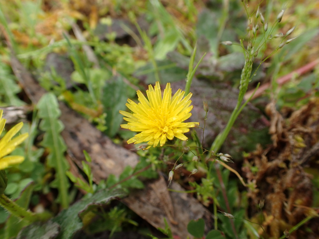 Taraxacum cygnorum (hero image)