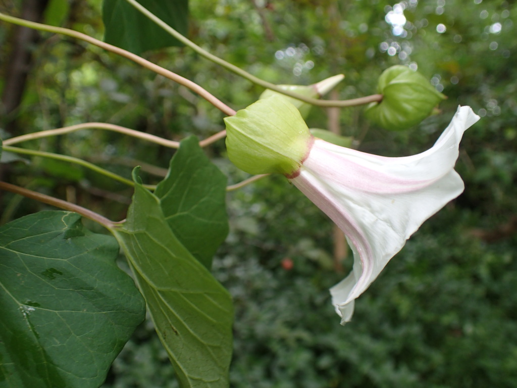 Calystegia silvatica (hero image)