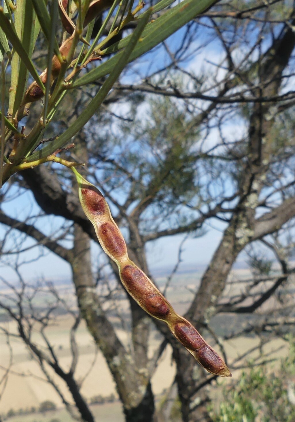 Acacia linearifolia (hero image)