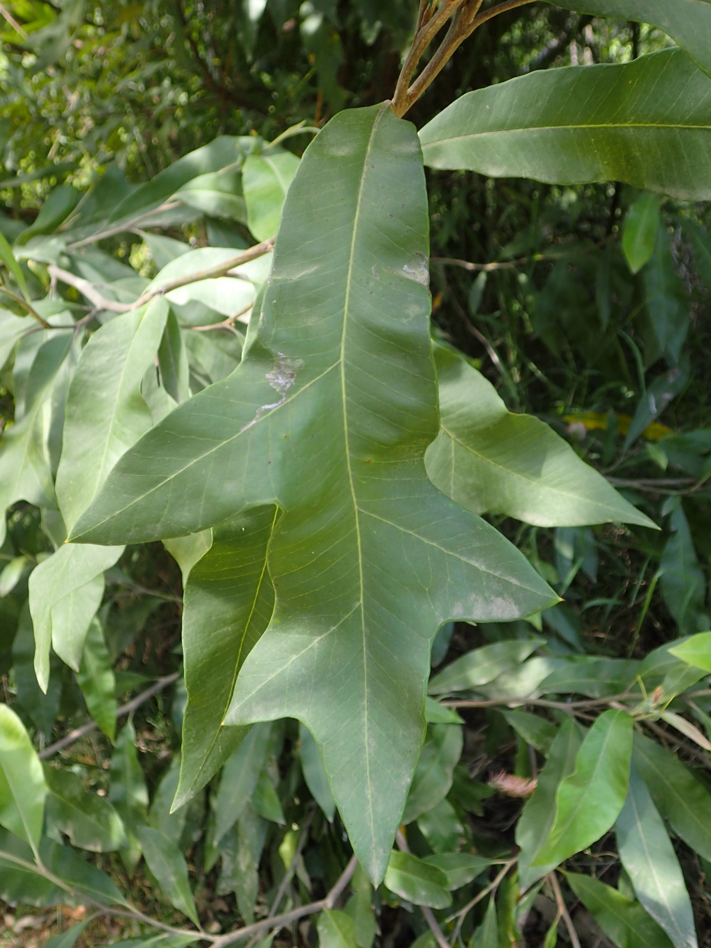 Grevillea barklyana (hero image)