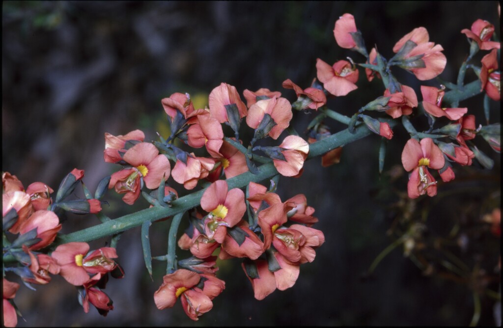 Sphaerolobium acanthos (hero image)