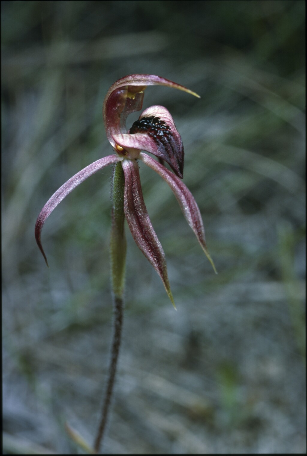 Caladenia tessellata (hero image)