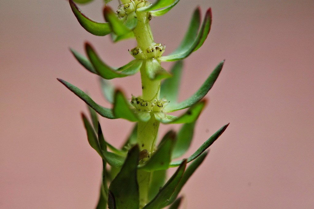 Myriophyllum caput-medusae (hero image)