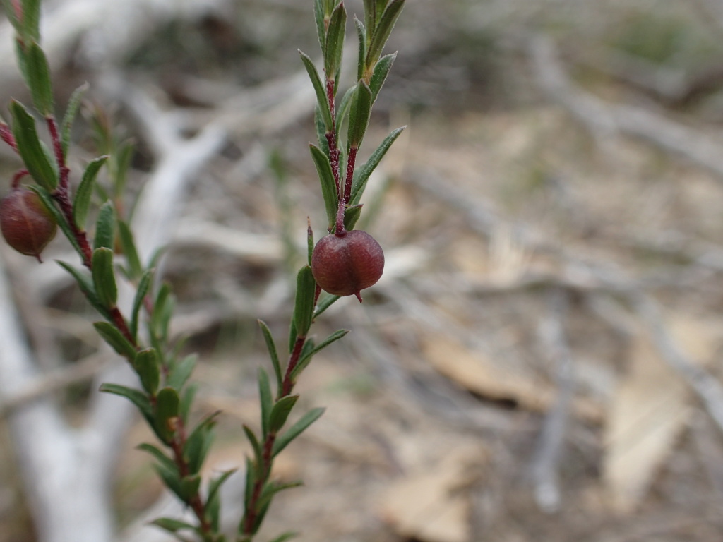 Rhytidosporum (hero image)