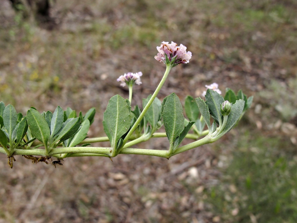 Verbenaceae (hero image)