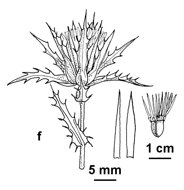 Carthamus leucocaulos (hero image)