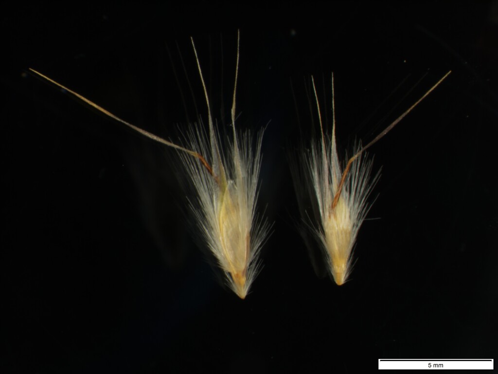 Rytidosperma oreophilum (hero image)