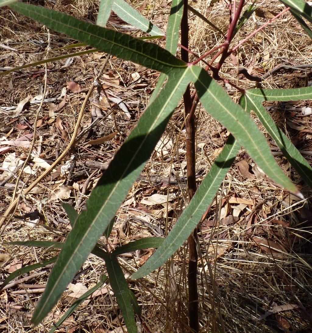 Brachychiton populneus subsp. populneus (hero image)