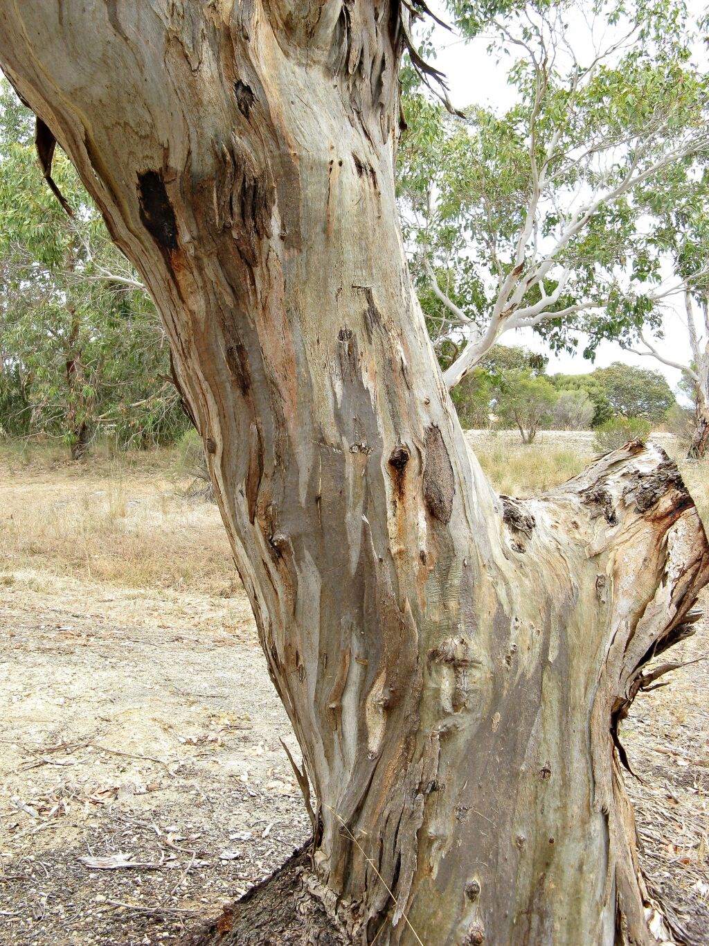 Eucalyptus leucoxylon subsp. pruinosa (hero image)