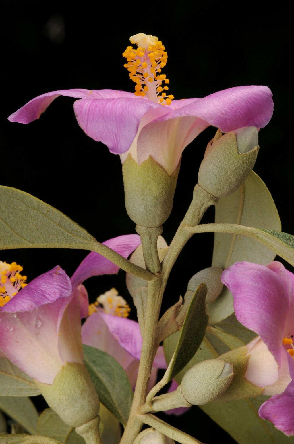 Lagunaria (hero image)