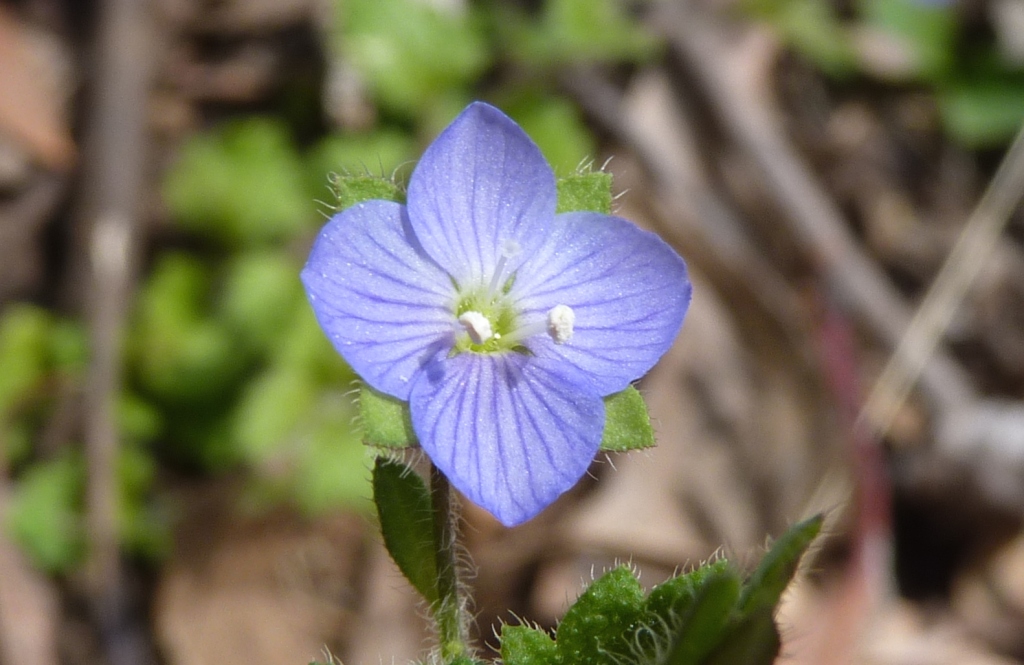 Veronica calycina (hero image)