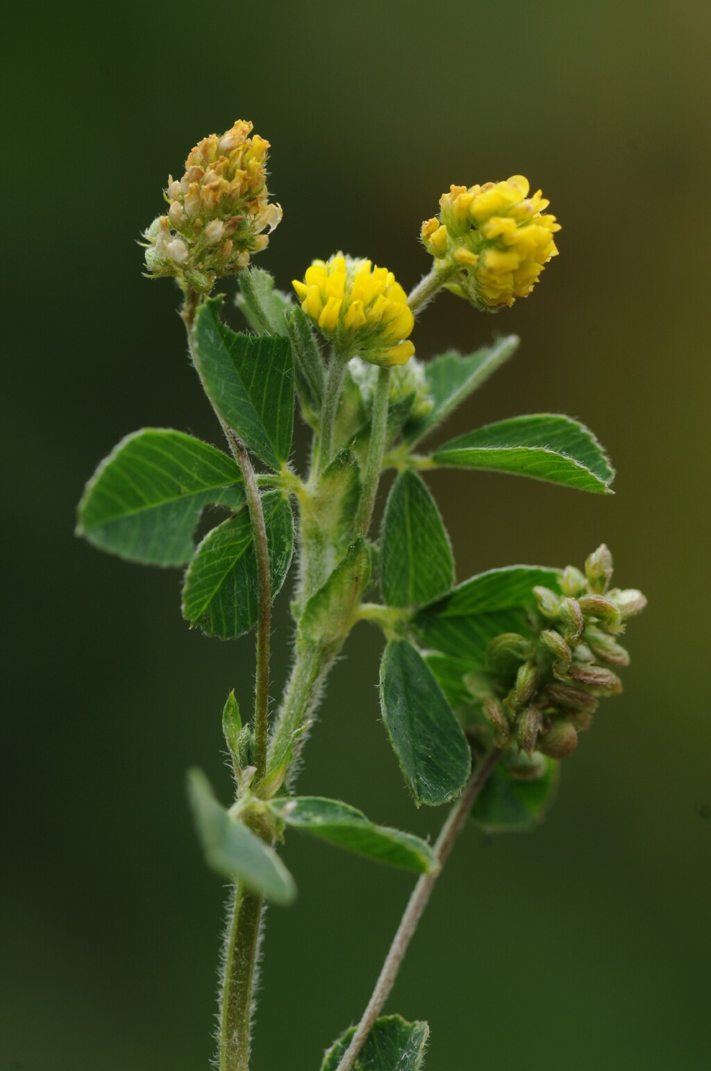 Medicago lupulina (hero image)