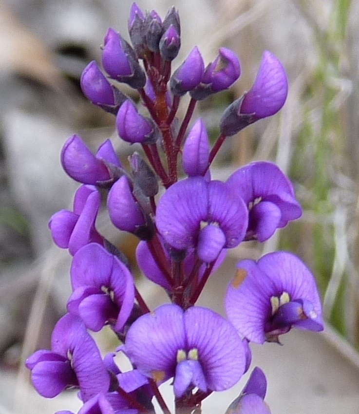 Hardenbergia violacea (hero image)