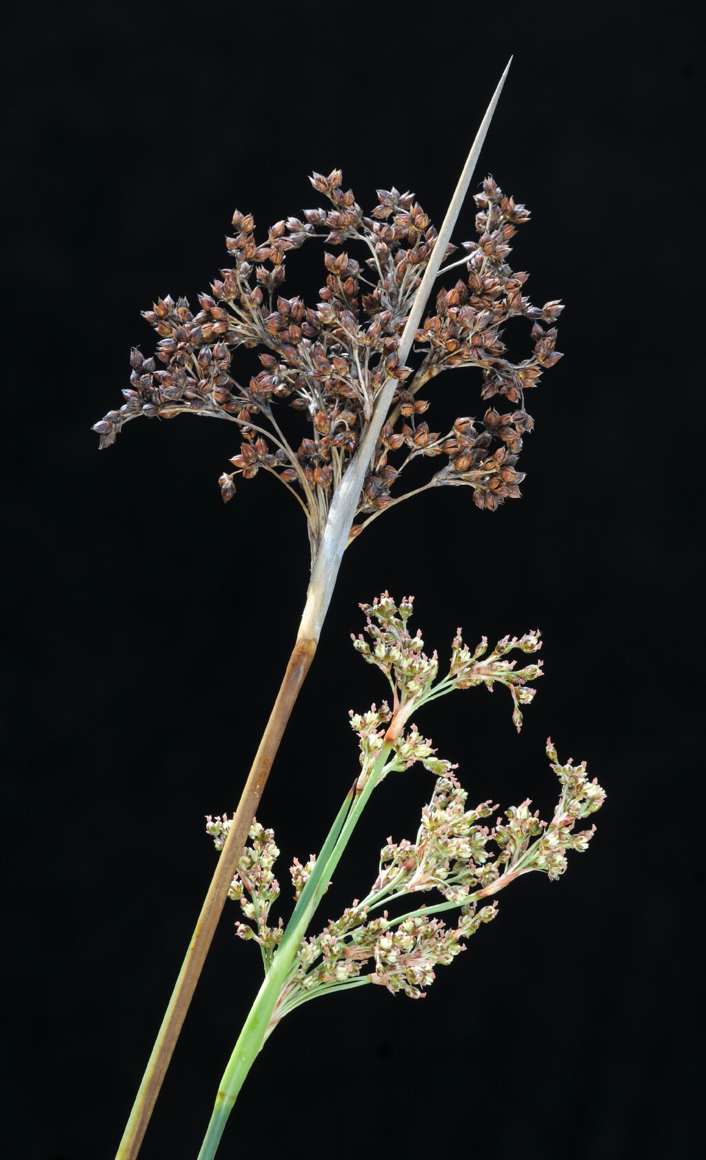 Juncus acutus subsp. acutus (hero image)