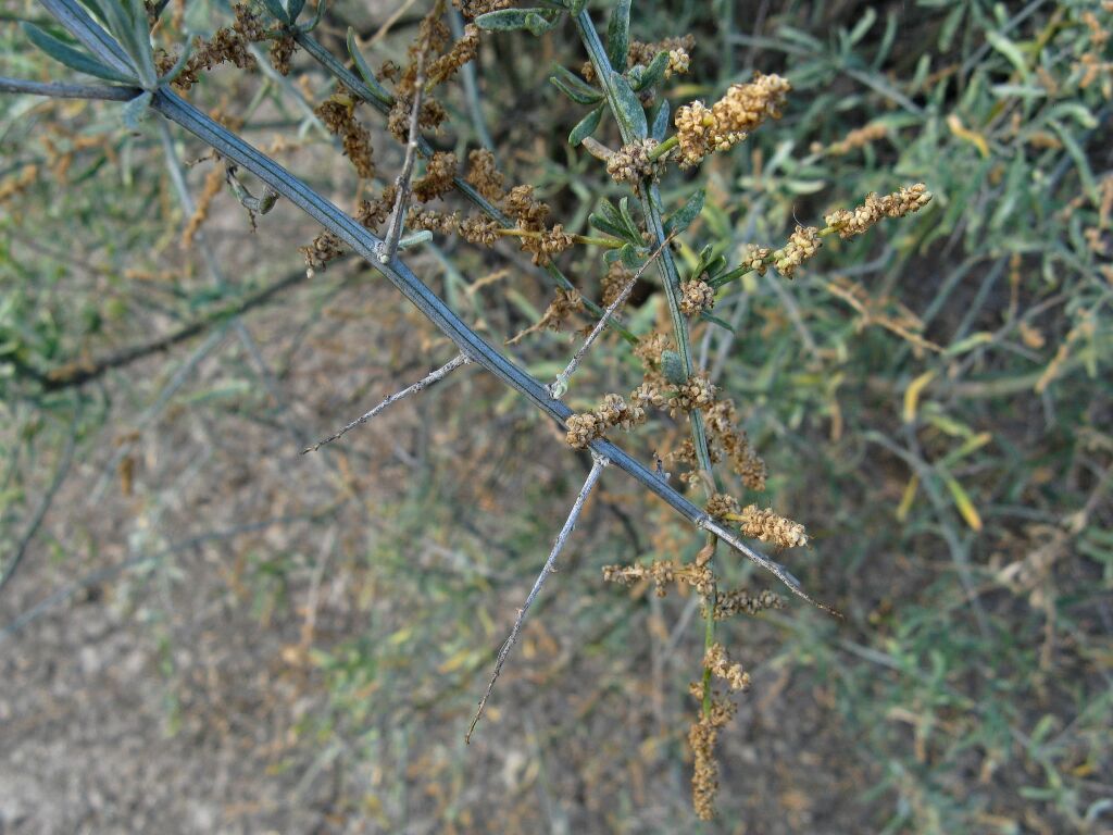 Chenopodium nitrariaceum (hero image)