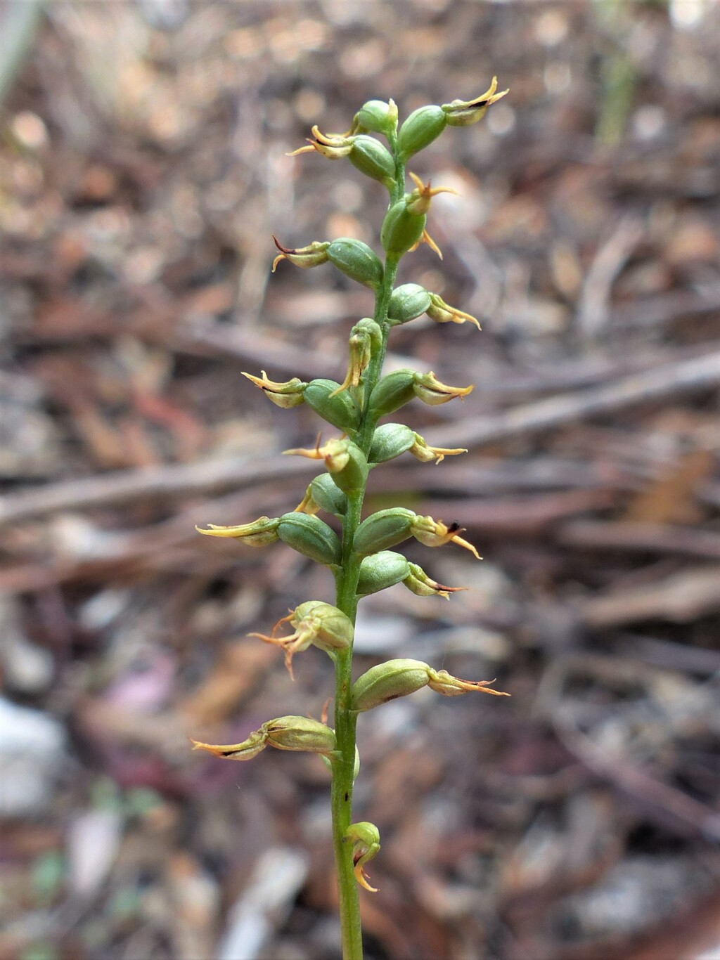 Corunastylis clivicola (hero image)