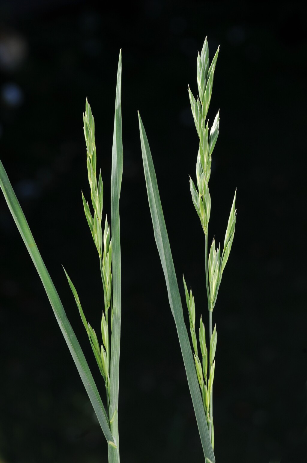 Bromus catharticus (hero image)
