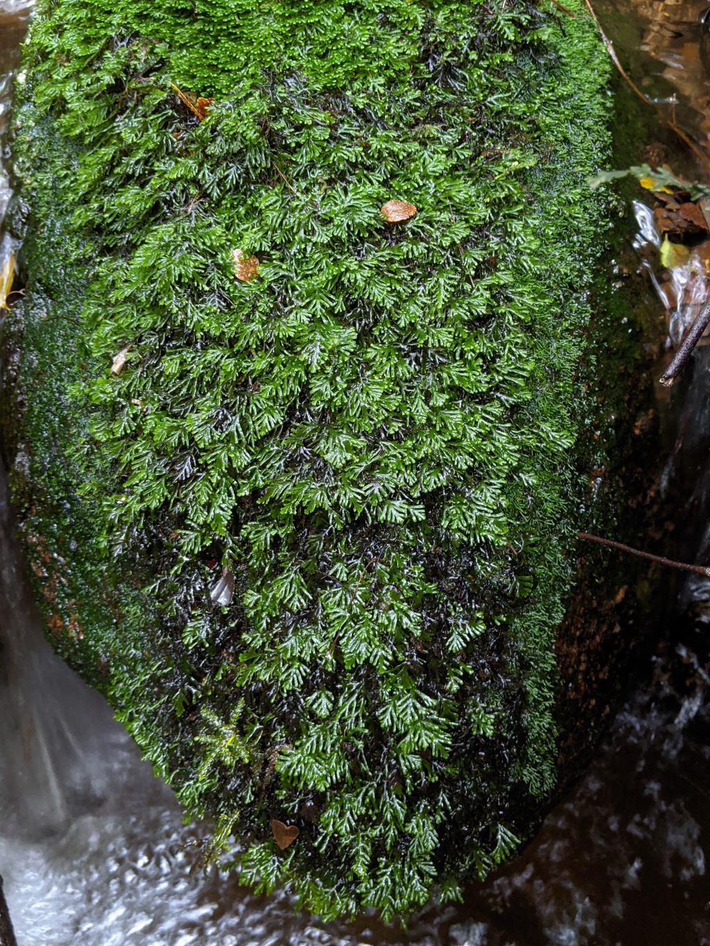 Aneuraceae (hero image)