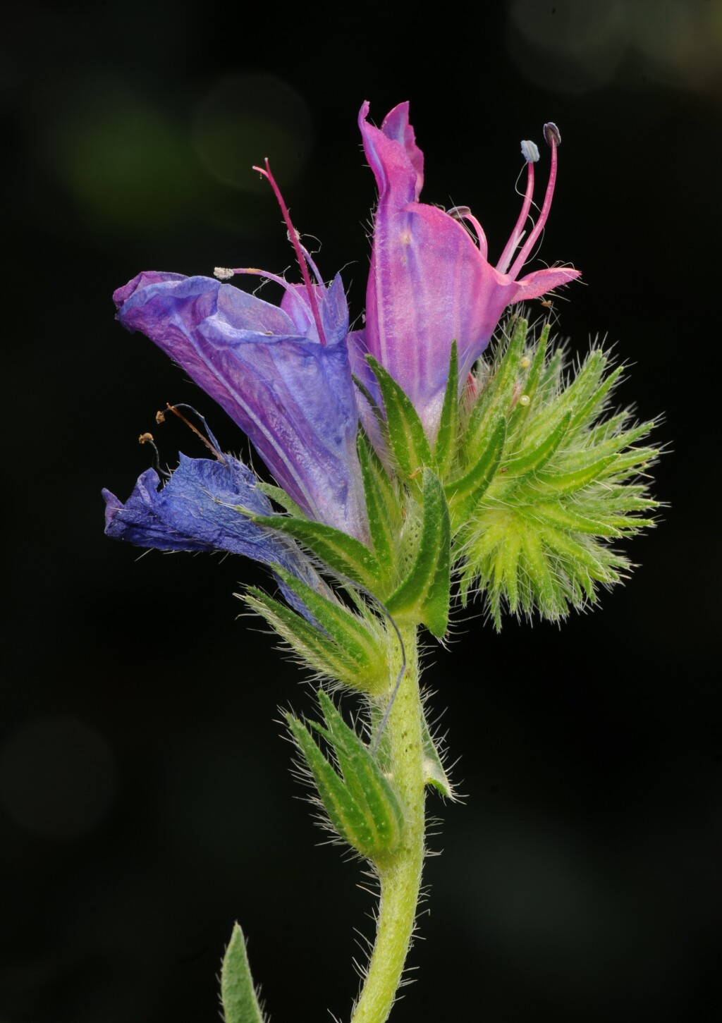 Echium plantagineum (hero image)