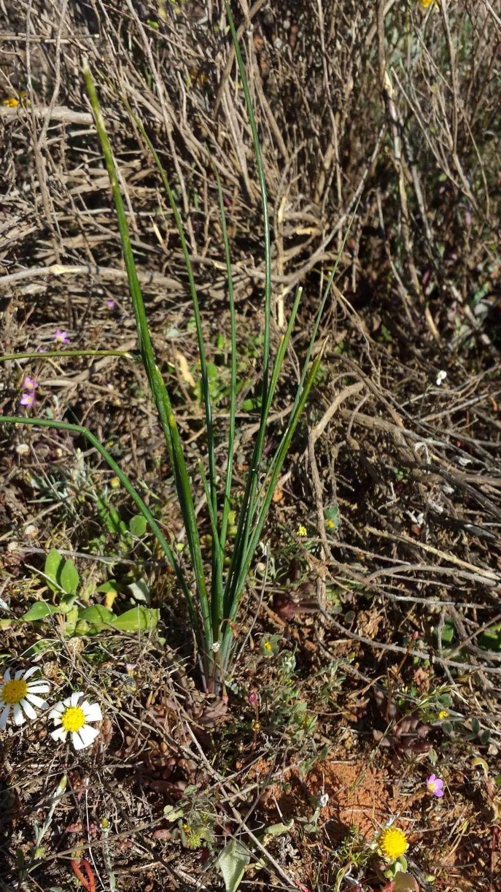 Thysanotus baueri (hero image)