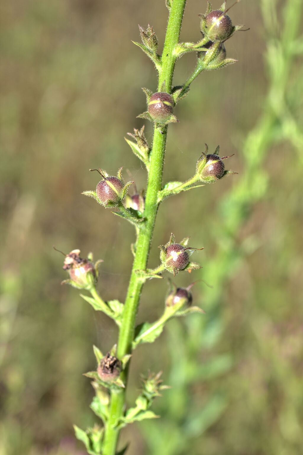 Verbascum blattaria (hero image)