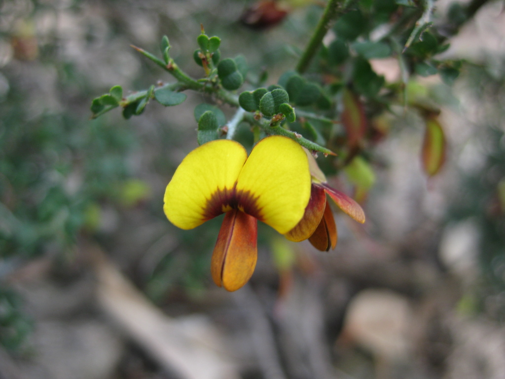 Bossiaea obcordata (hero image)