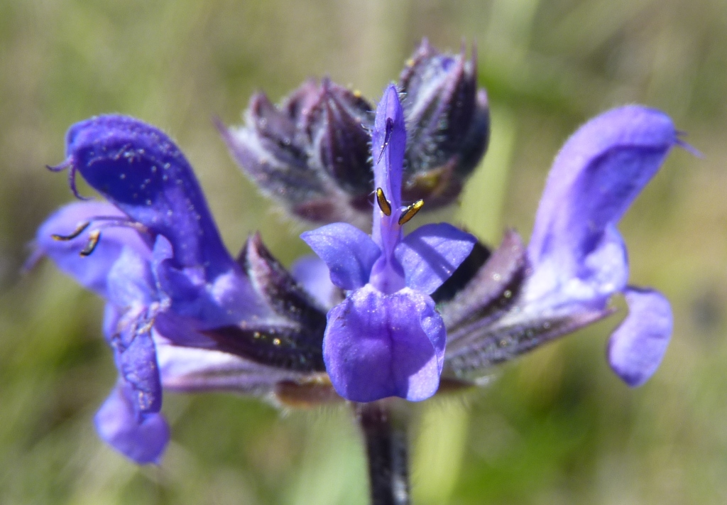 Lamiaceae (hero image)