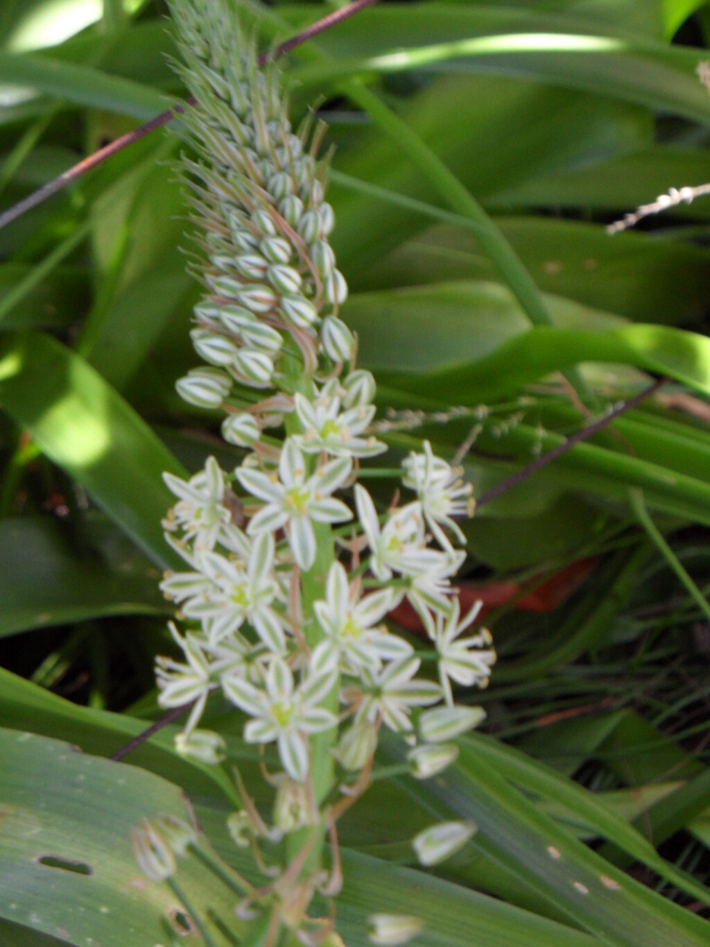 Albuca bracteata (hero image)