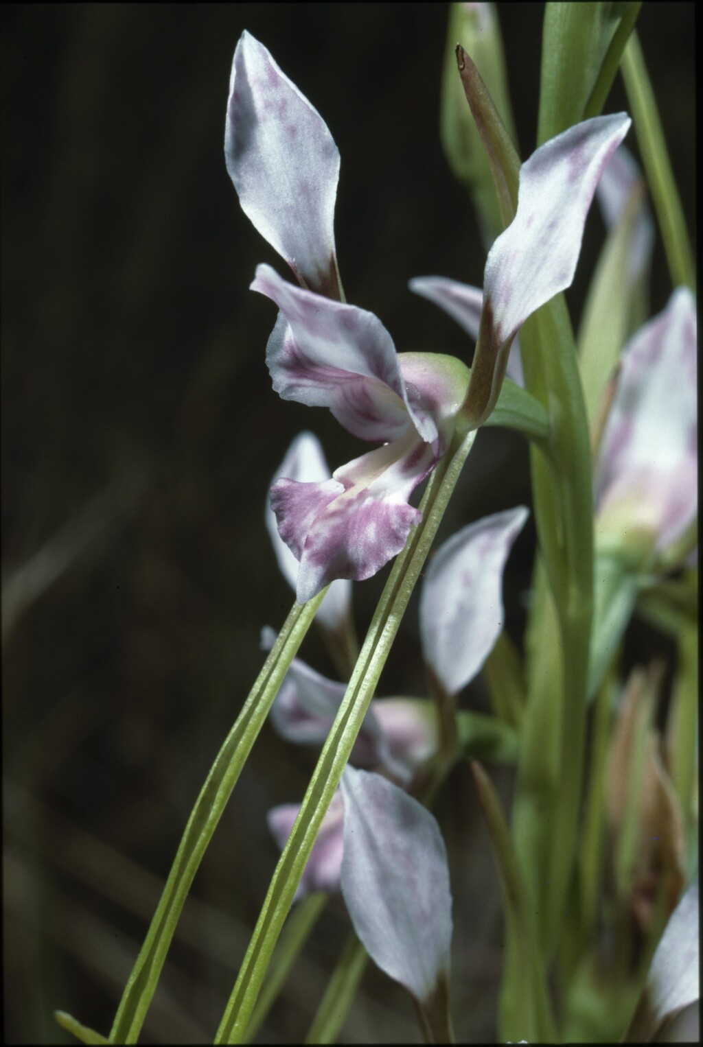 Diuris dendrobioides (hero image)