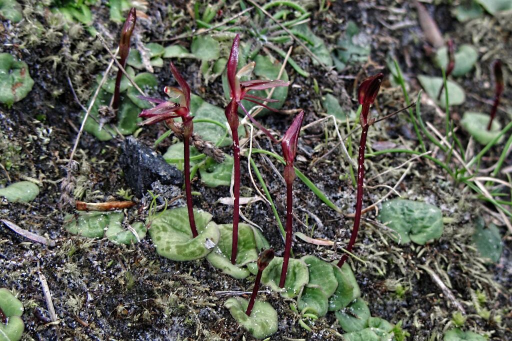 Cyrtostylis reniformis (hero image)