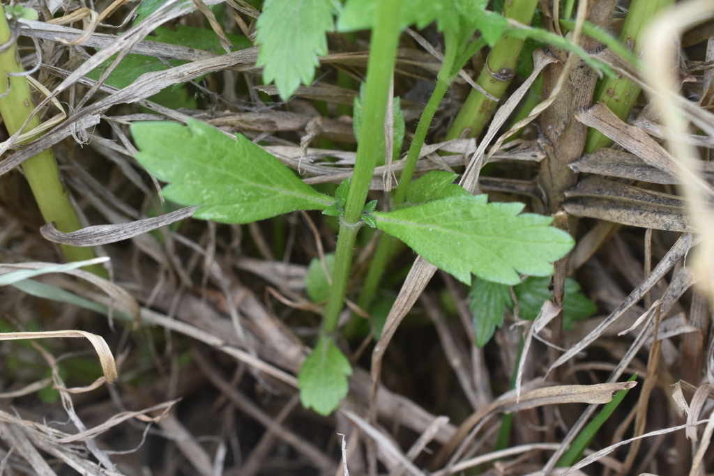 Verbenaceae (hero image)