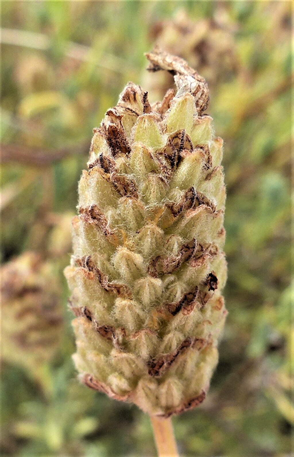 Lavandula stoechas subsp. stoechas (hero image)