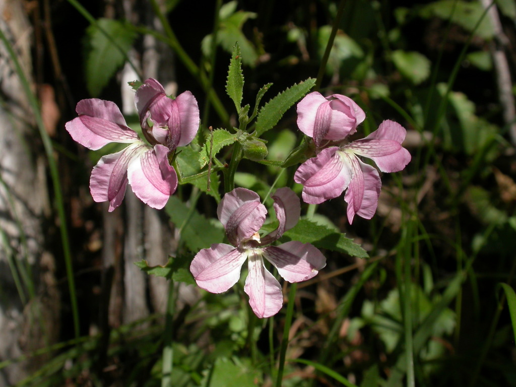 Goodenia macmillanii (hero image)