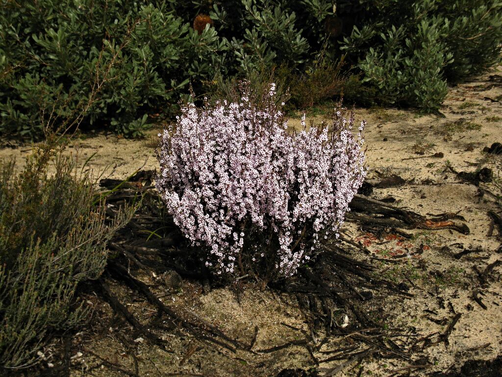 Baeckea crassifolia (hero image)