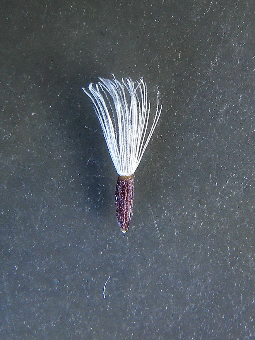 Olearia ramulosa (hero image)