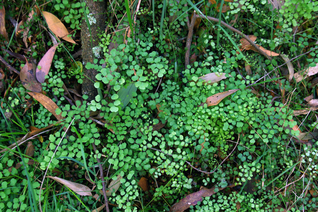 Adiantum aethiopicum (hero image)