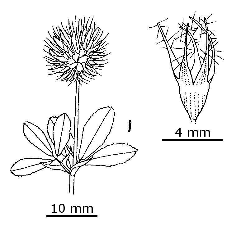 Trifolium lappaceum var. lappaceum (hero image)