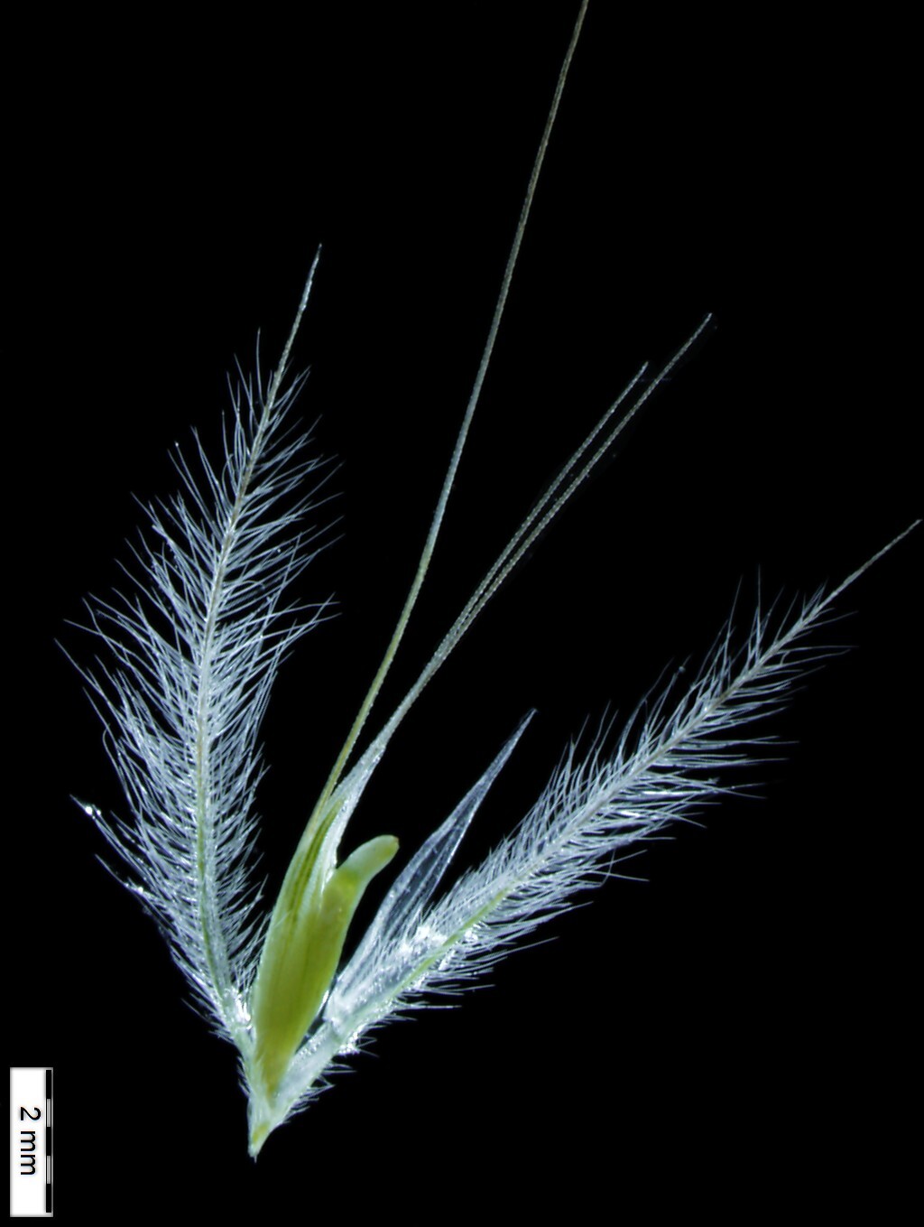 Lagurus ovatus (hero image)