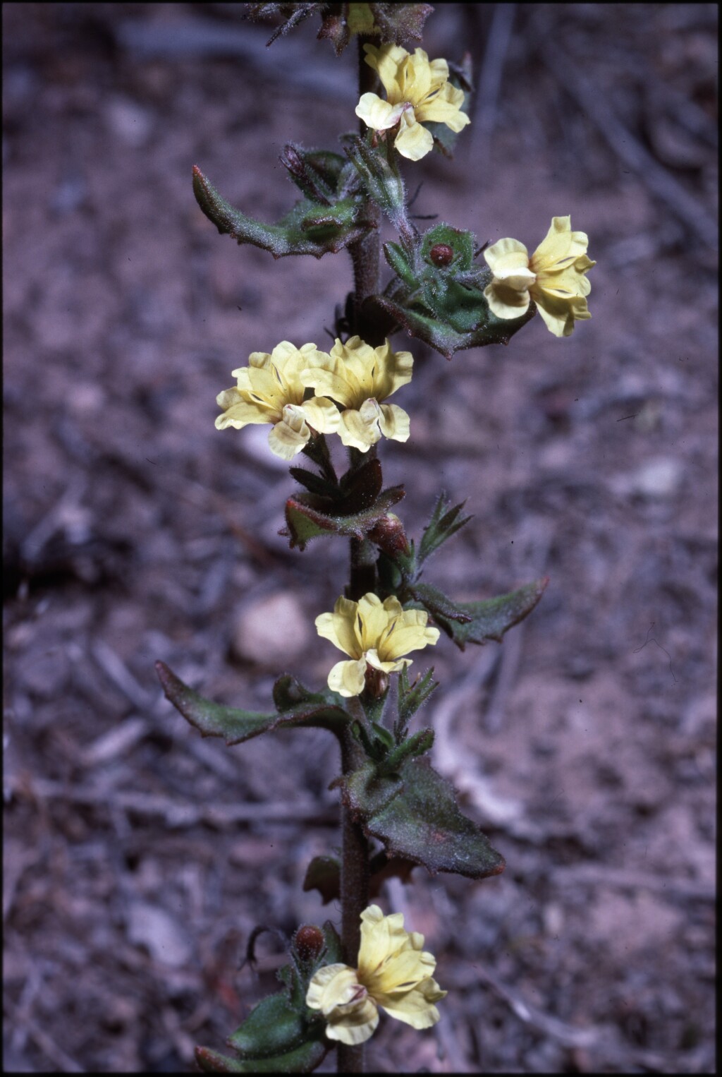 Goodenia heterophylla (hero image)